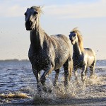 Chevaux - Saintes-Maries-de-la-Mer - @photo-graphe - Pixabay