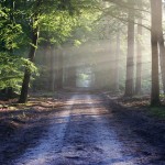 Route en forêt - @bertvthul - Pixabay