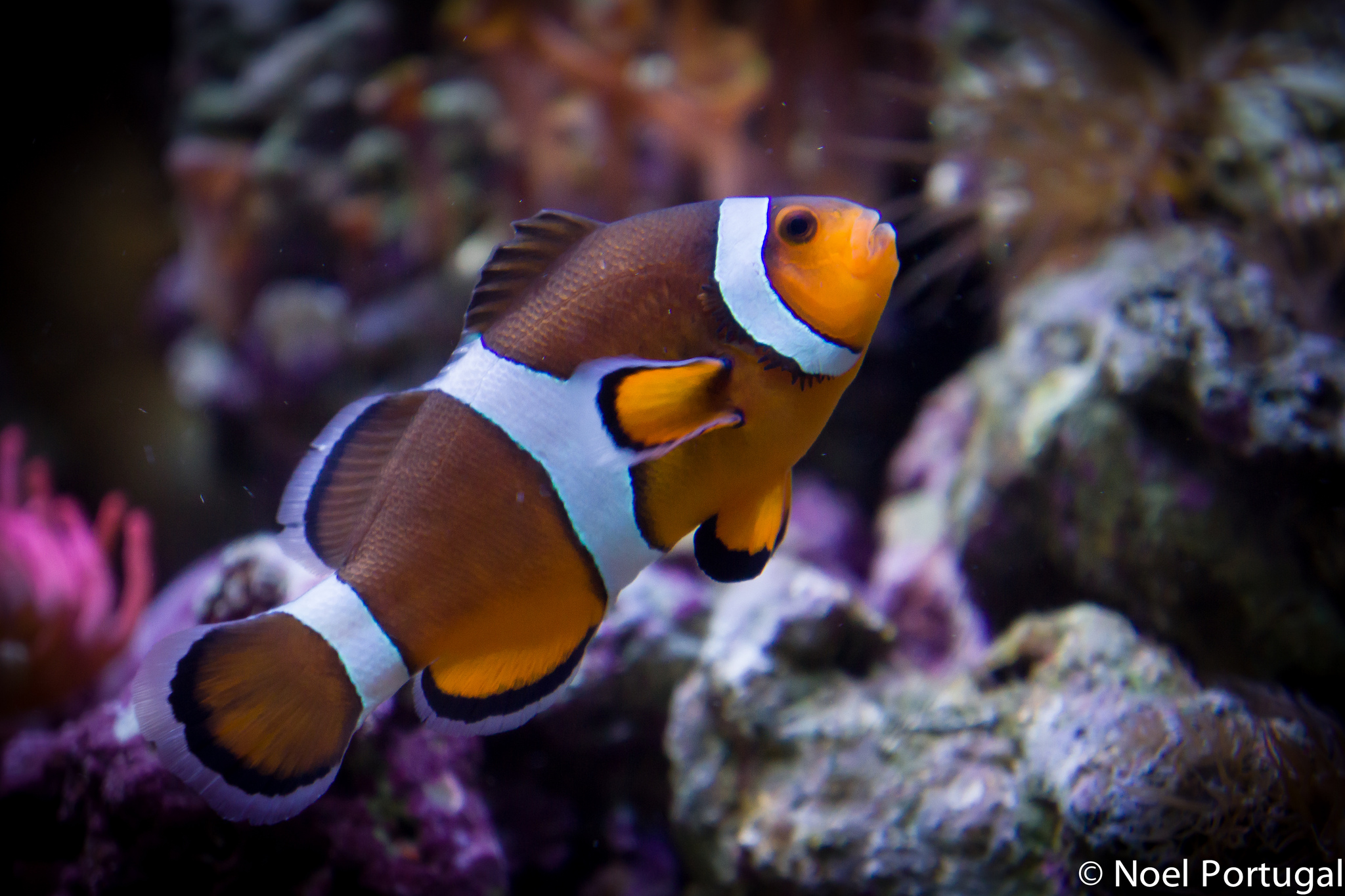 On a retrouvé Nemo ! Crédit photo @Noel Portugal - Flickr