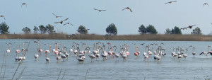 Terres de l'Ebre : A la découverte des villages de pêcheurs de Catalogne - plare. L'Ampolla - Un des villages de pêcheurs des Terres de l'Ebre @Terres de l'Ebre OT