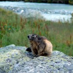 Marmotte - Réserve du Plan de Tueda dans le Parc Nationale de la Vanoise - @OT Savoie Mont Blanc