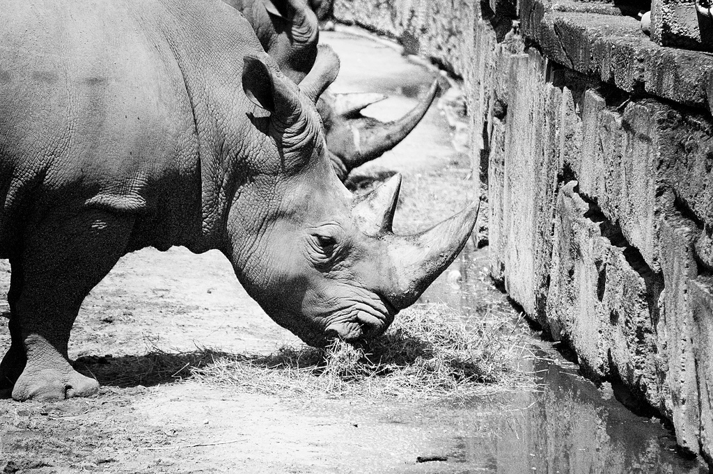 5 destinations pour passer des vacances de rêve en Poitou-Charentes - plare. Zoo La Palmyre - @Ben_from_Dk - Flickr