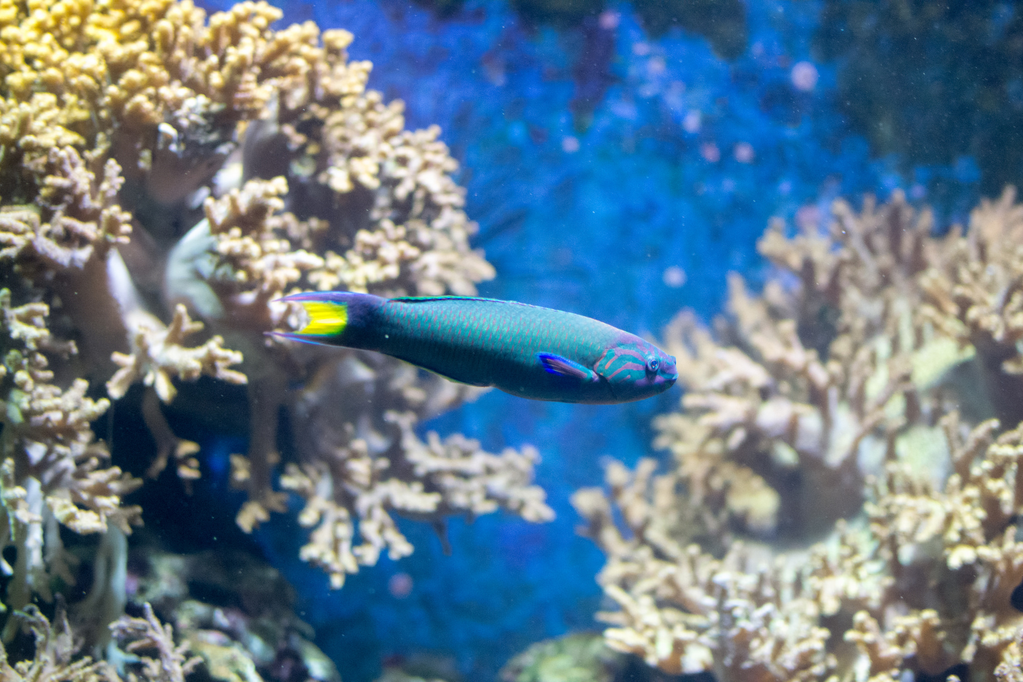 Aquarim Sea Life - @dconvertini - Flickr