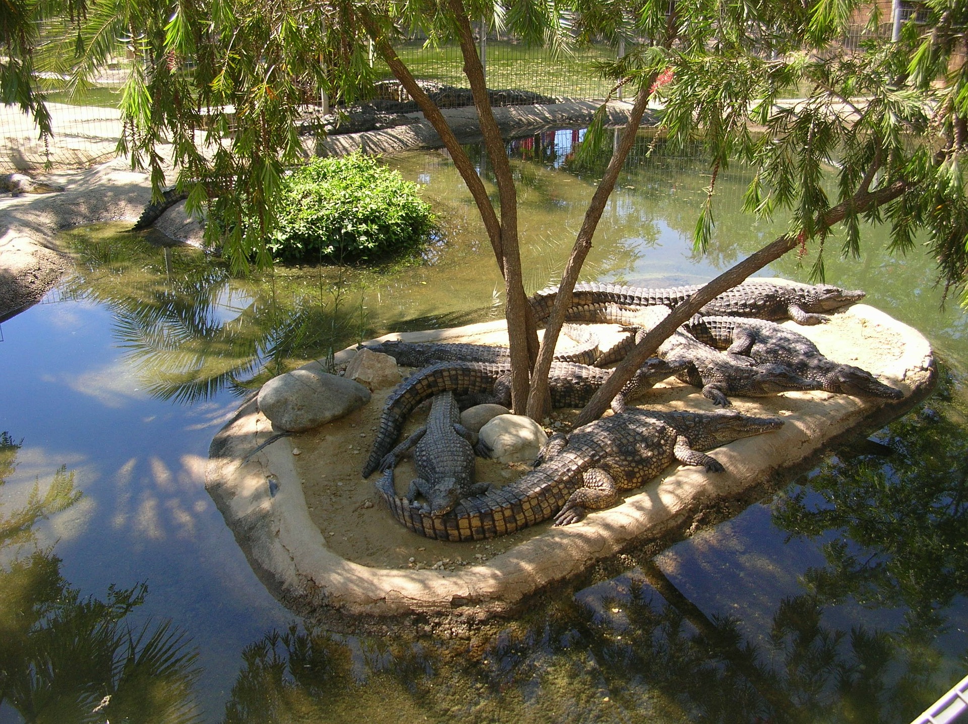 Crocodile Park - @Demi - Pixabay