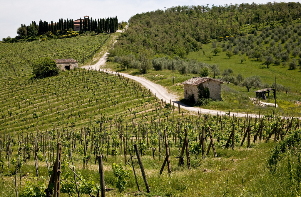 Vignoble du Chianti @Allan Harris - Flickr