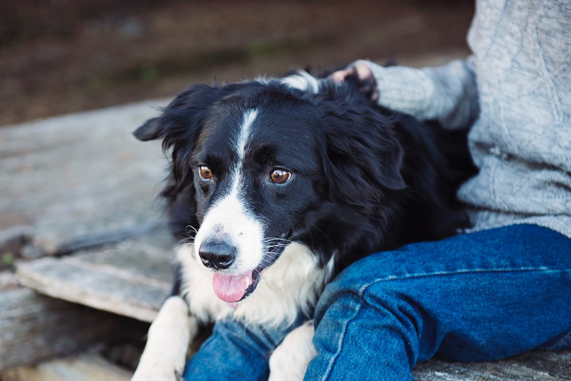 Conseils pour faire garder son chien pendant les vacances - plare. pexels photo 568019 - plare.