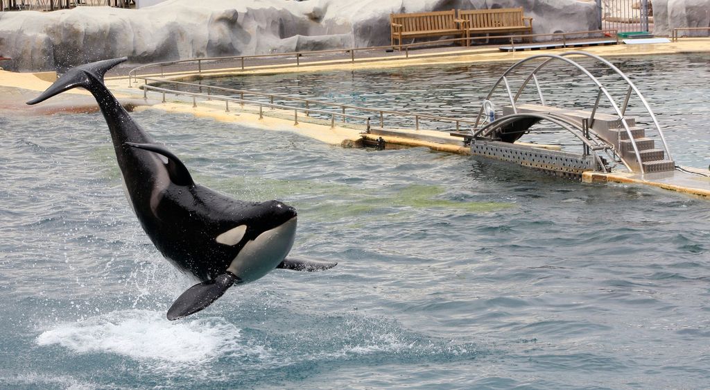 MarineLand Plare