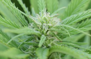 Le CBD est-il dangereux pour la santé ? - plare. cbd 1 - plare.