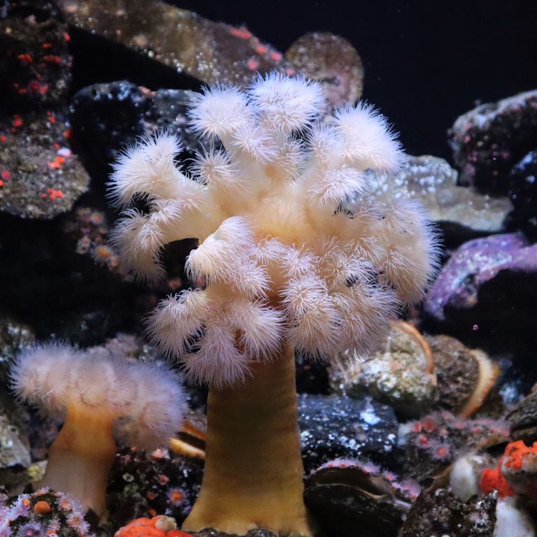 Aquarium portland Oregon - Plare