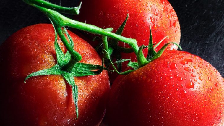 Tomate deguster manger et jus - Plare