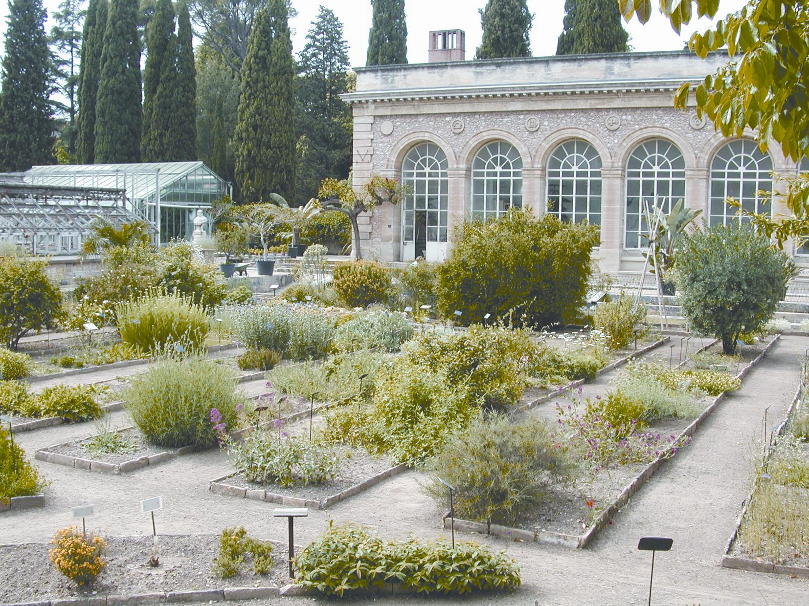 Jardin des plantes montpellie - Plare