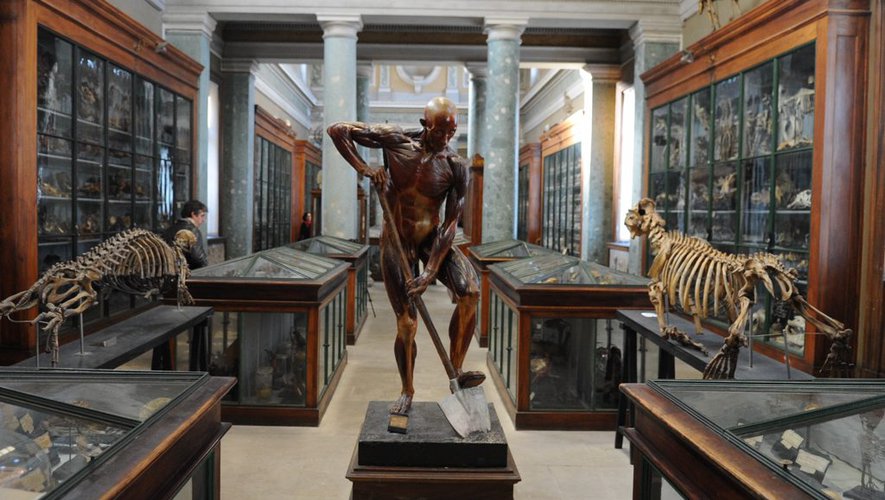 Top 10 des choses à faire à Montpellier pendant un week-end - plare. Musee et Conservatoire dAnatomie - plare.