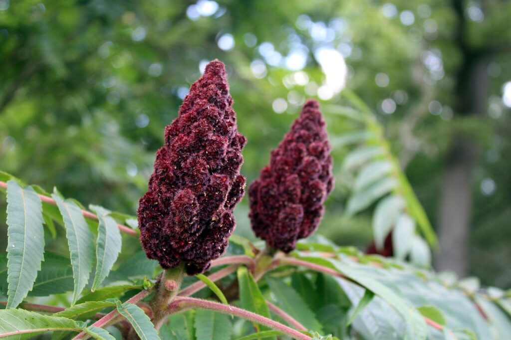 Tout savoir sur le sumac vinaigrier