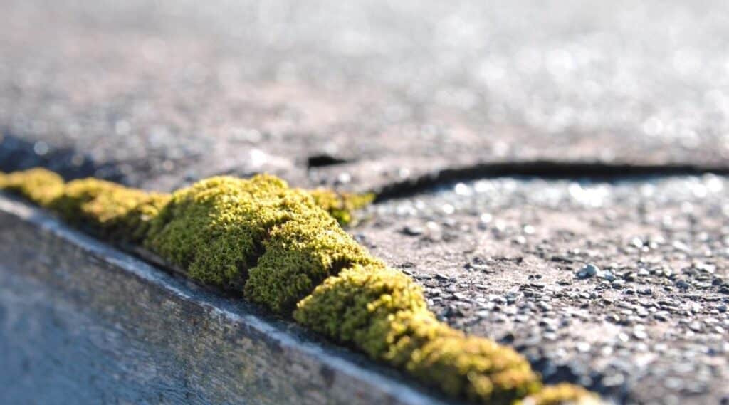 Faire appel à une société de démoussage de toiture dans l’Indre-et-Loire mousse toit