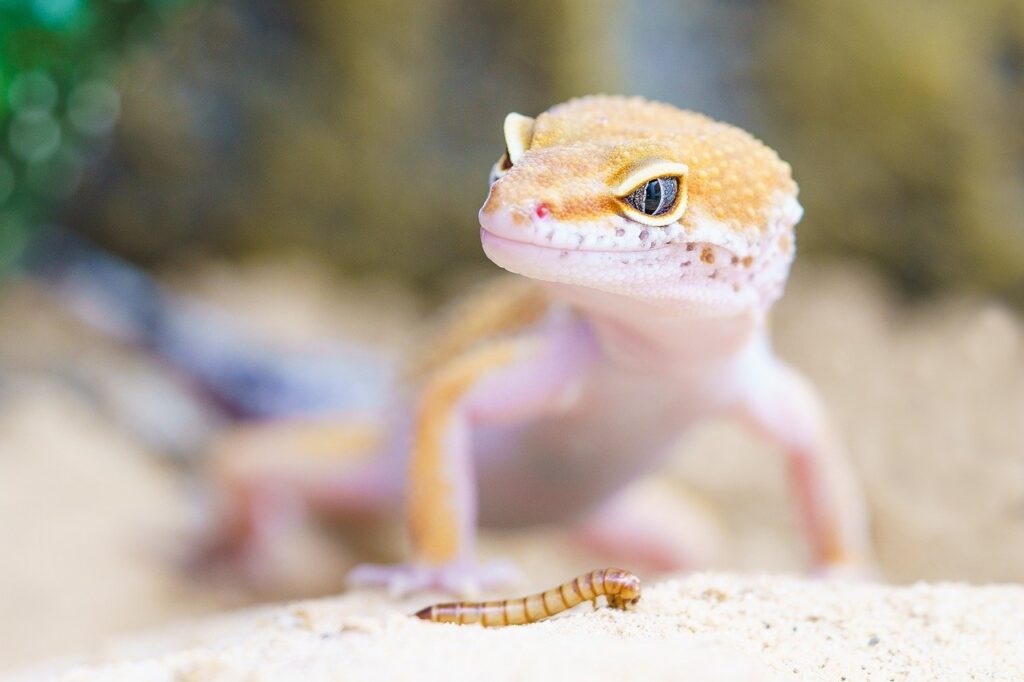 Les Geckos sont t-il dangereux pour l’humain ? Gecko