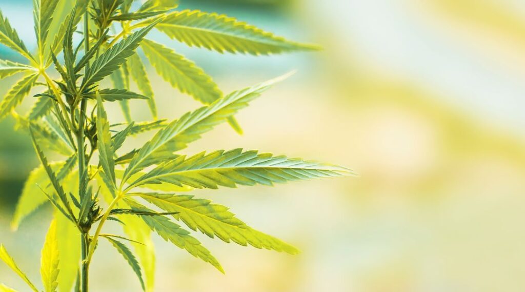 Fleur de CBG et fleur de CBD