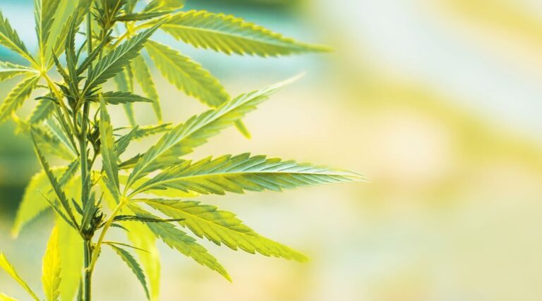 Fleur de CBG et fleur de CBD