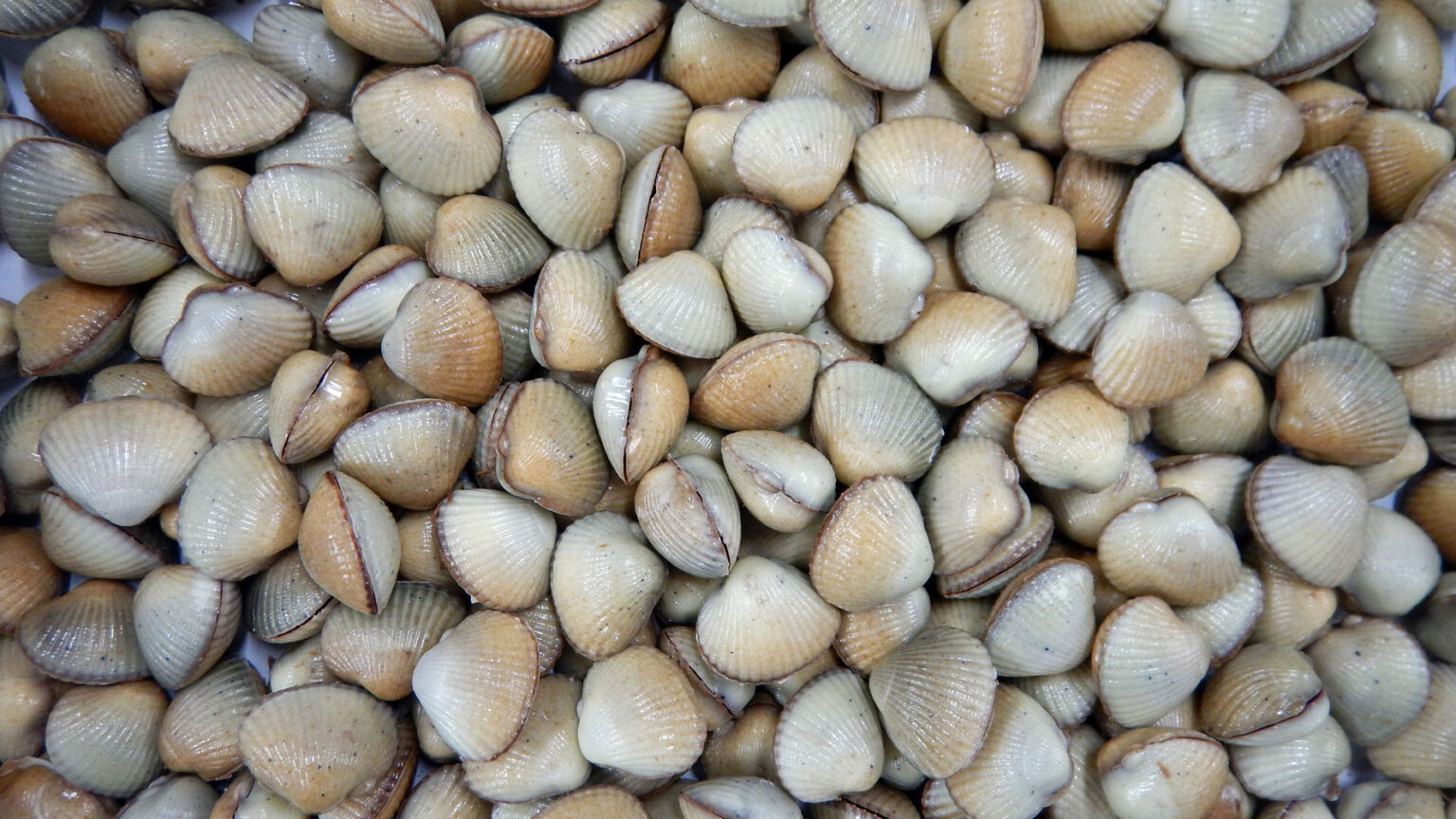 Les Coques de Cabourg : découvrez des coques en chocolat uniques ! les coques de cabourg