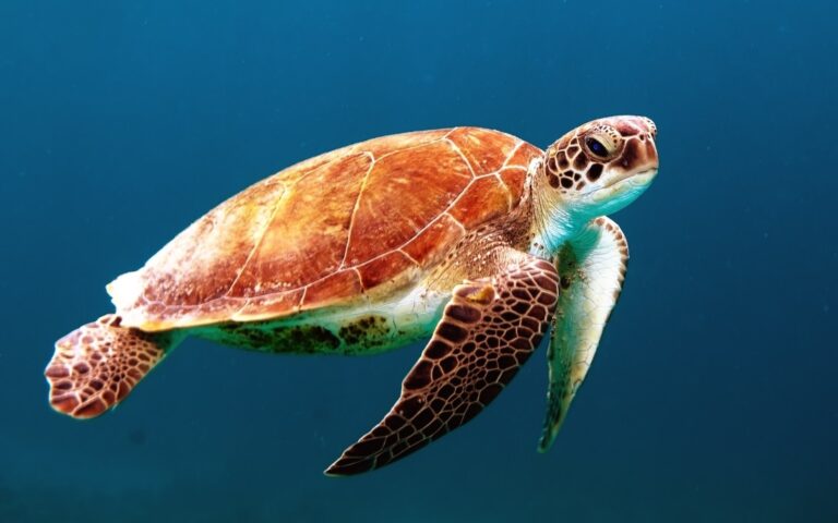 Plongee nature tortue Plare