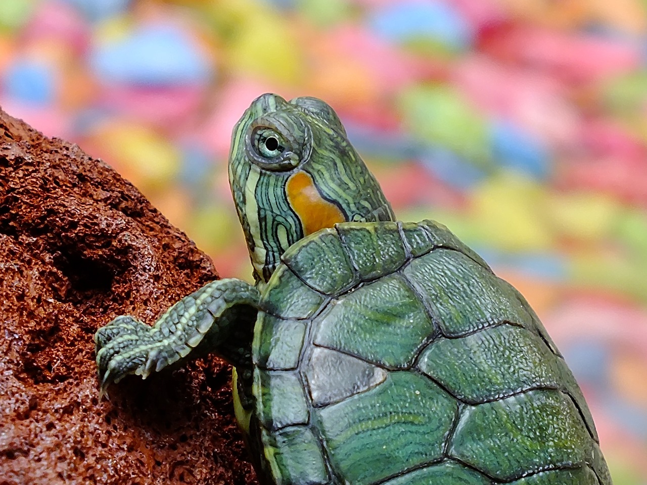 tortue animal compagnie Plare