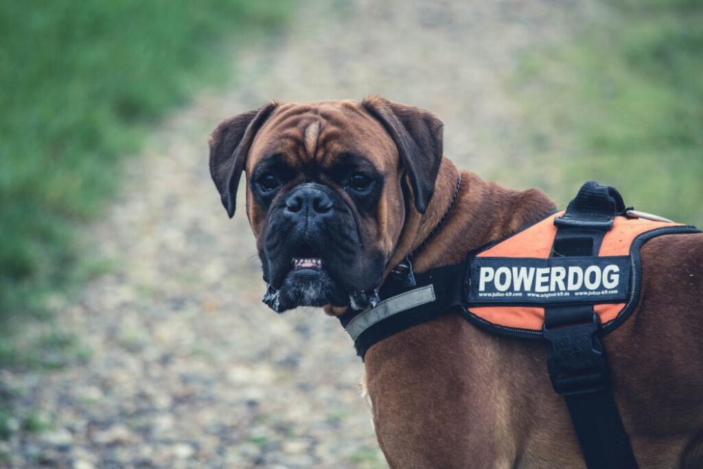 Chien : tout savoir sur le Cane Corso https://www.ultrapremiumdirect.com/chien/croquette/