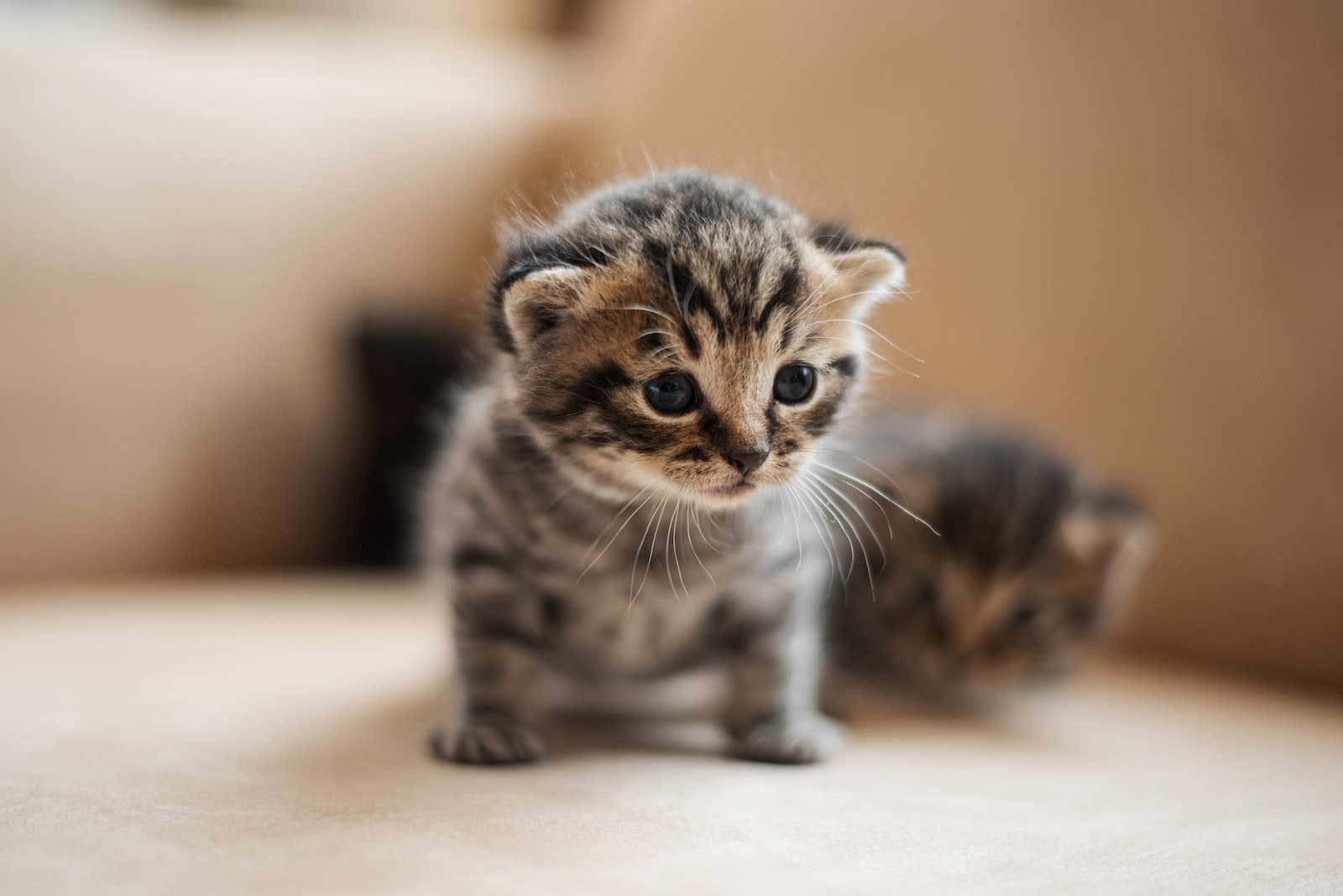 Chat petit chaton plare