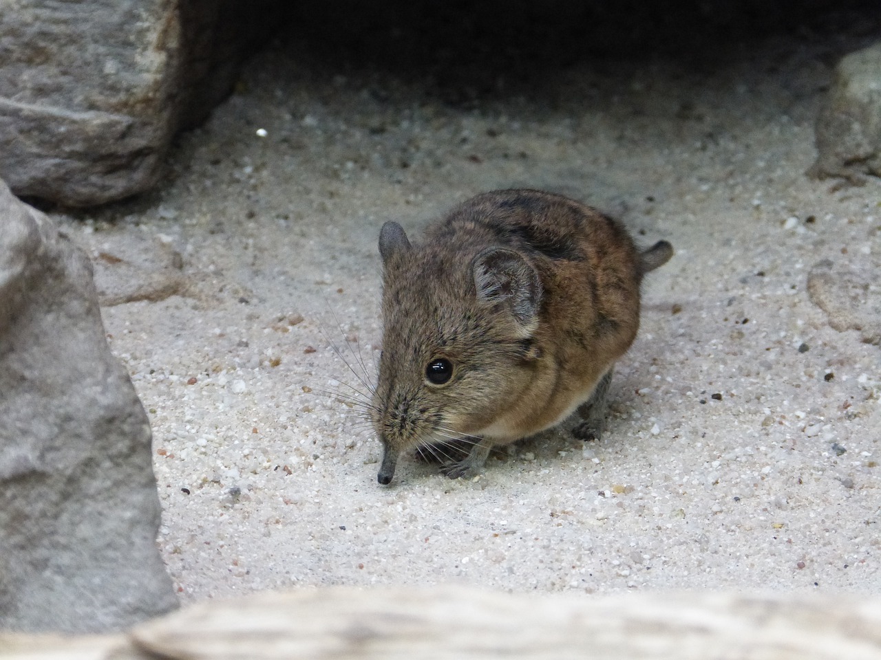 Musaraigne shrew langya virus Henipavirus Plare