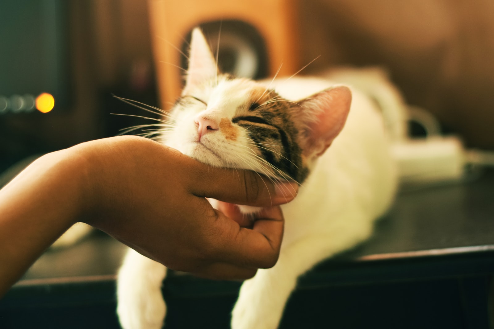 Chat caresse plare
