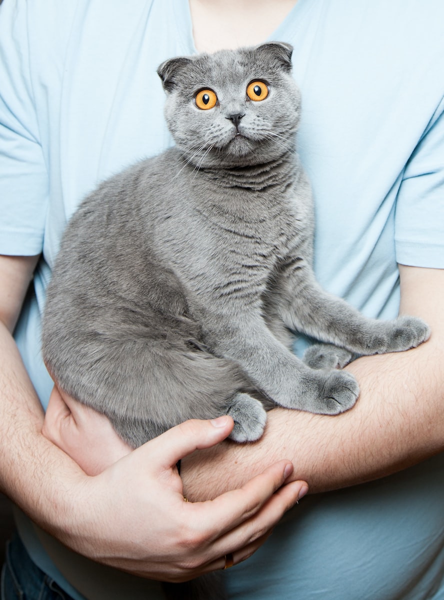 Chat peur meme plare