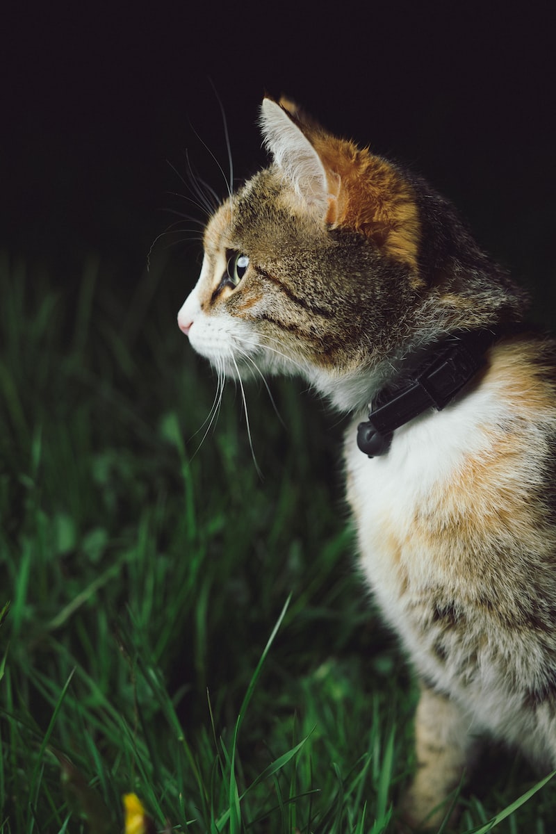 Chat chasse plare