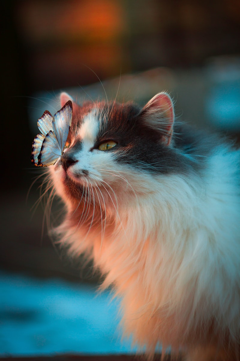 Journée du chat Plare