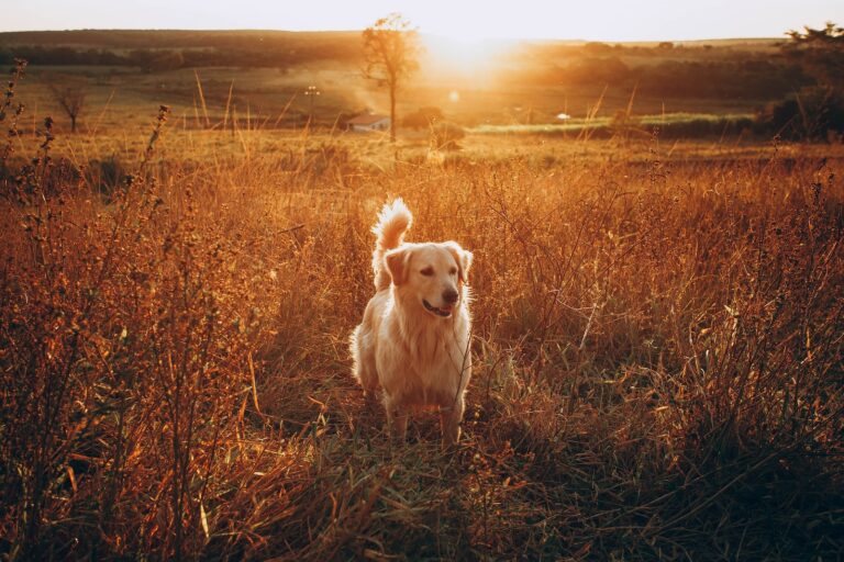 chien animal compagnie Plare