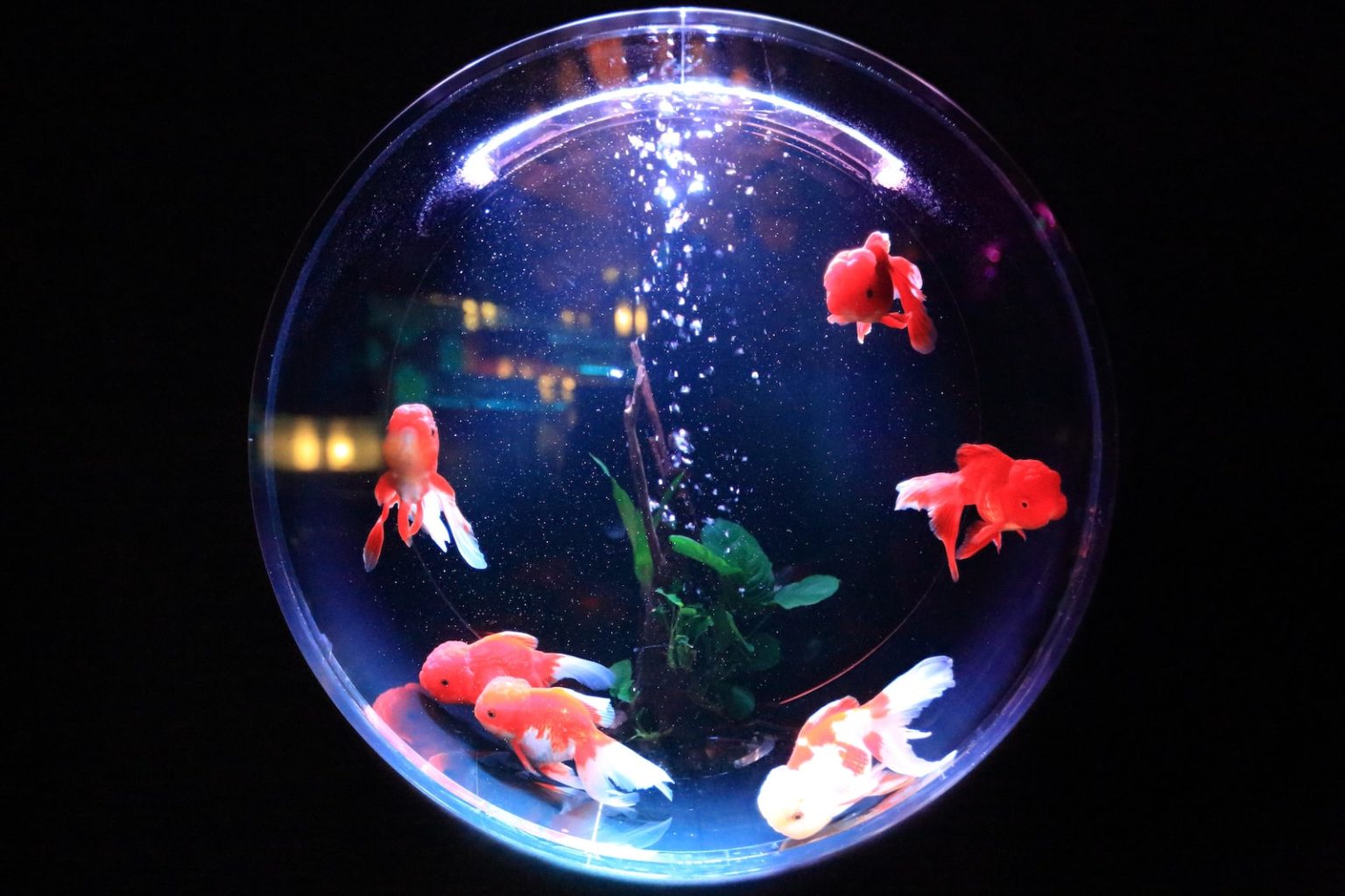 Les 9 meilleurs poissons pour débuter avec un petit aquarium school of fish in fishbowl