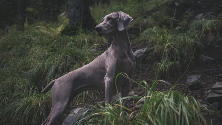 Comment trouver facilement un magasin de chasse proche de chez vous ?