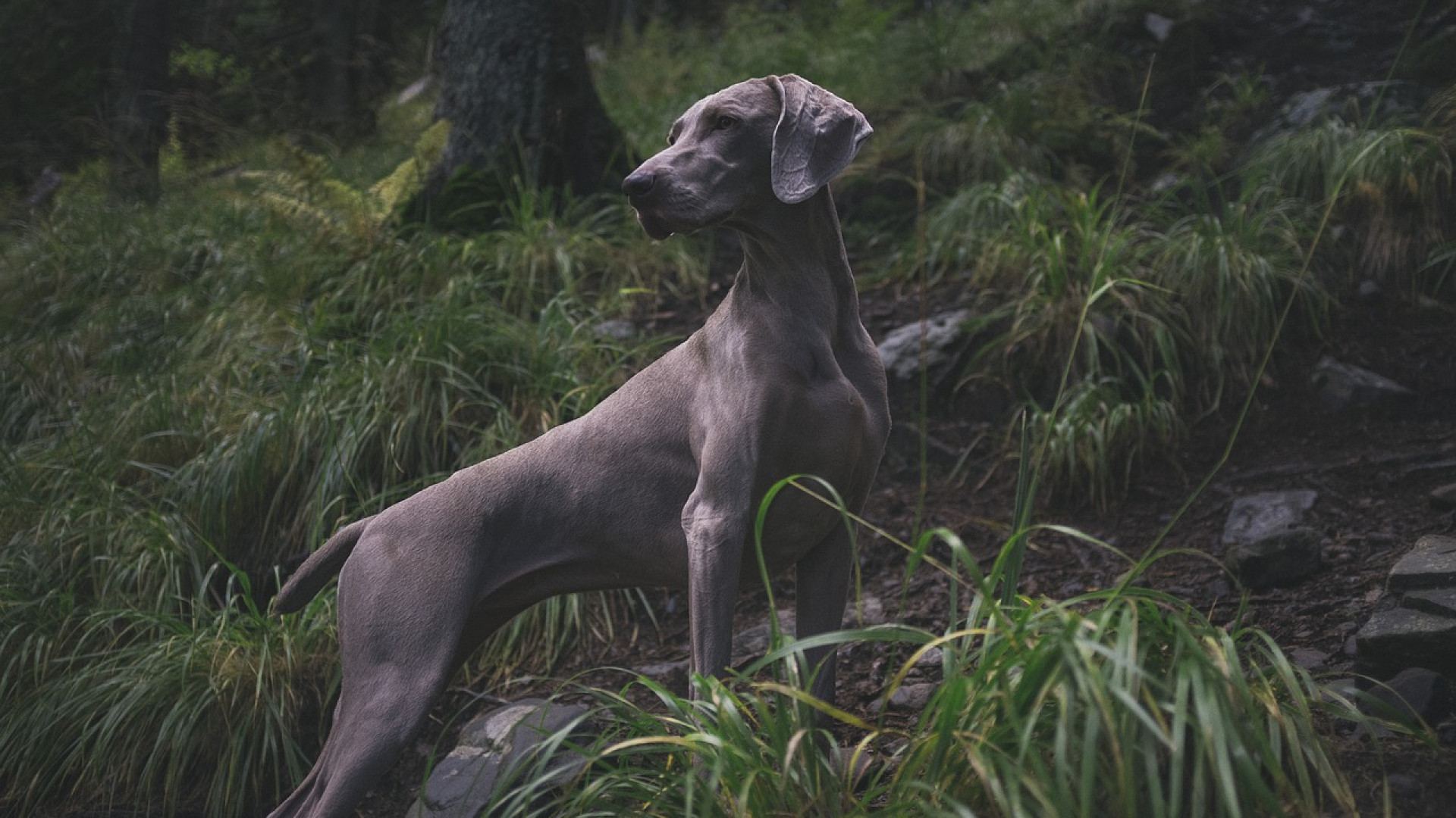 Comment trouver facilement un magasin de chasse proche de chez vous ?