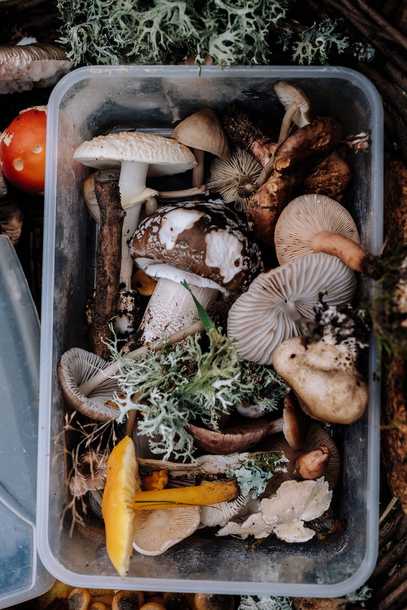 Recette Risotto champignons Plare