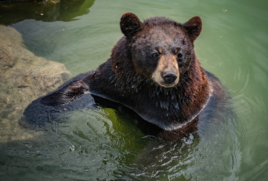 Classement 13 plus beaux parcs animaliers zoos France Plare