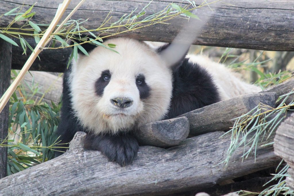 Classement des 13 plus beaux parcs animaliers, réserves et zoos de France Plare