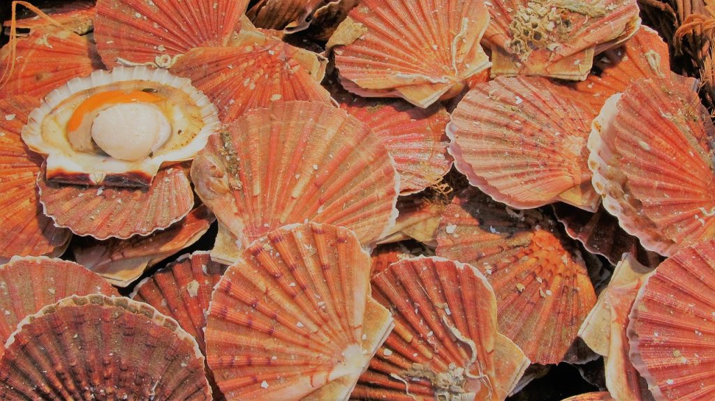 coquilles saint-jacques Sucettes