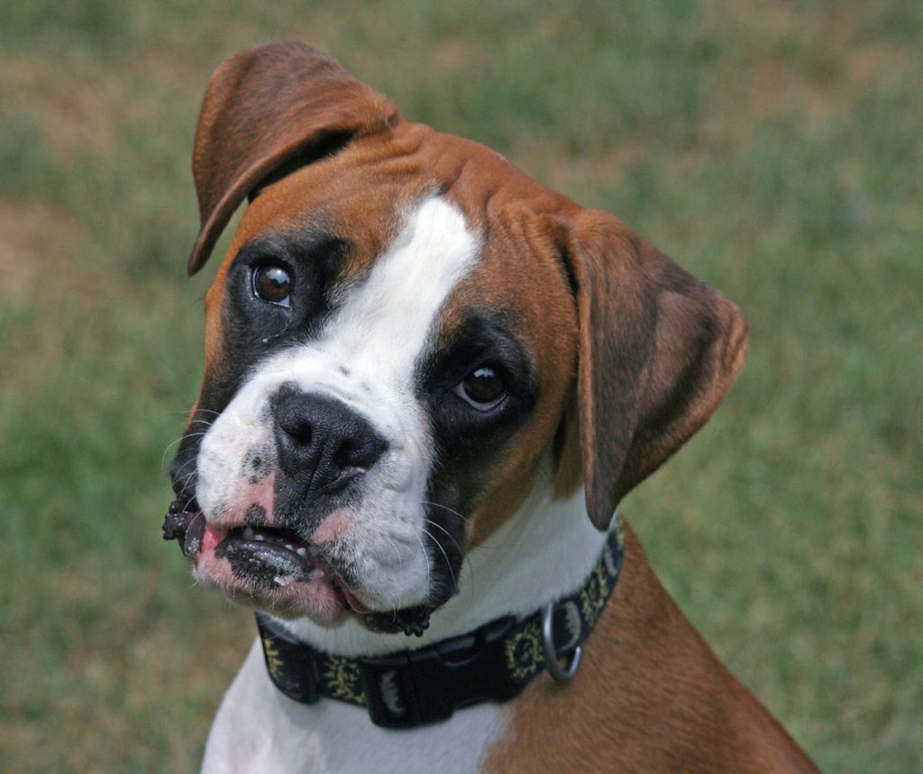 Boxer Top 13 des races de chiens pour les enfants