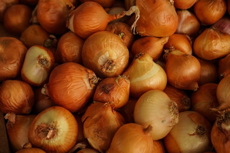Oignon recette tarte oignon coulis tomate Plare