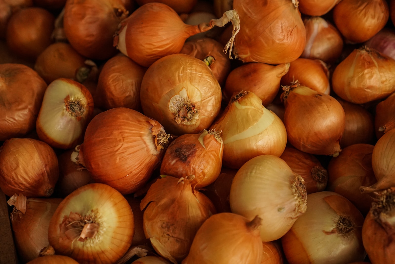 Oignon recette tarte oignon coulis tomate Plare