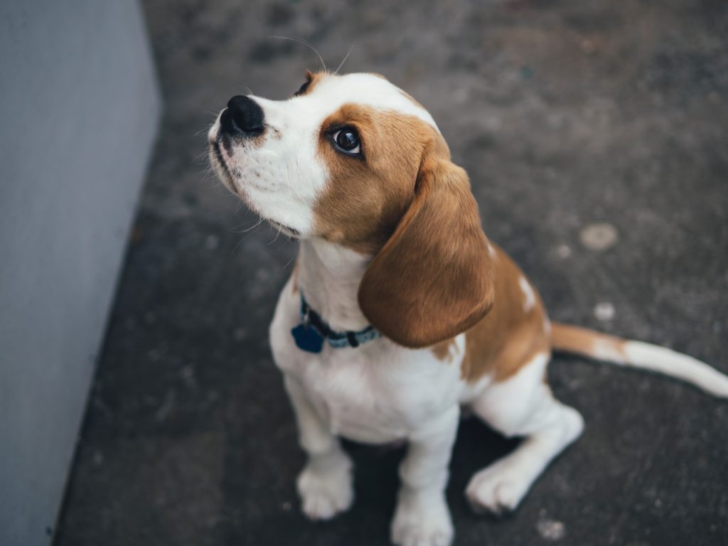 Beagle Top 13 des races de chiens pour les enfants
