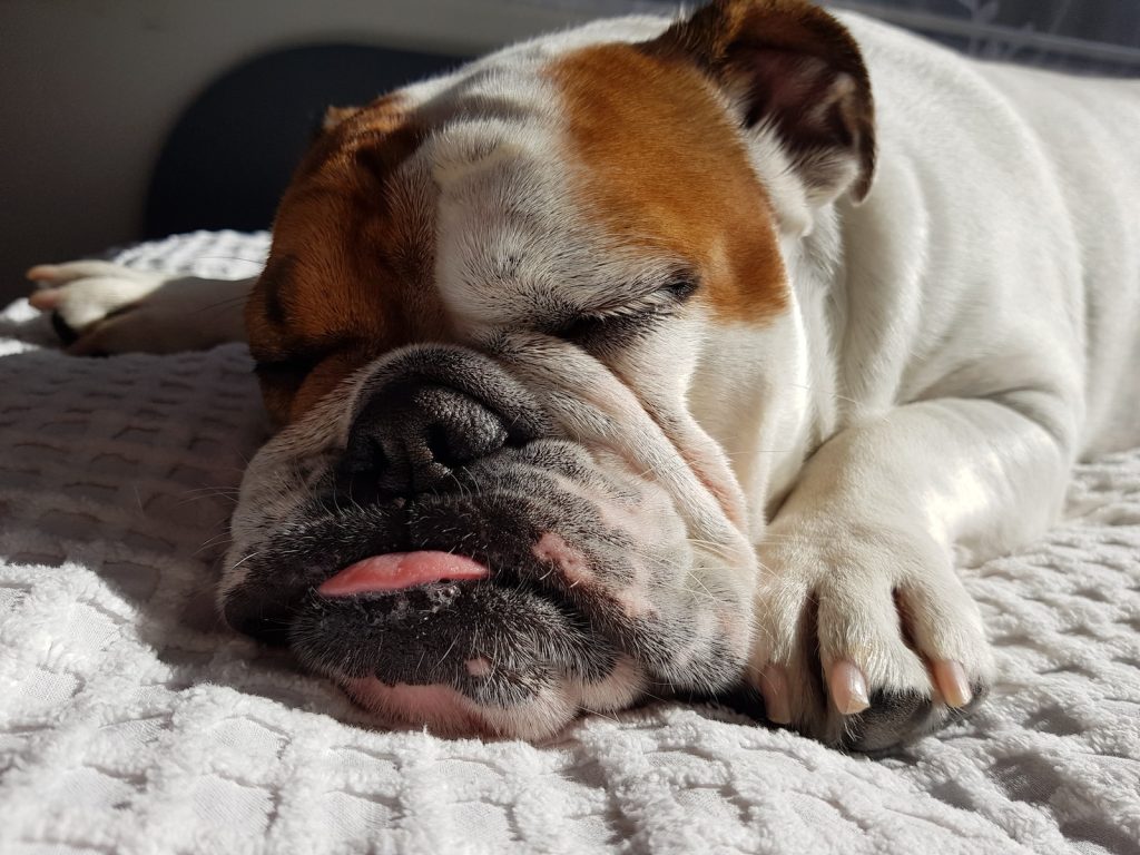 Bulldog Anglais Top 13 des races de chiens pour les enfants