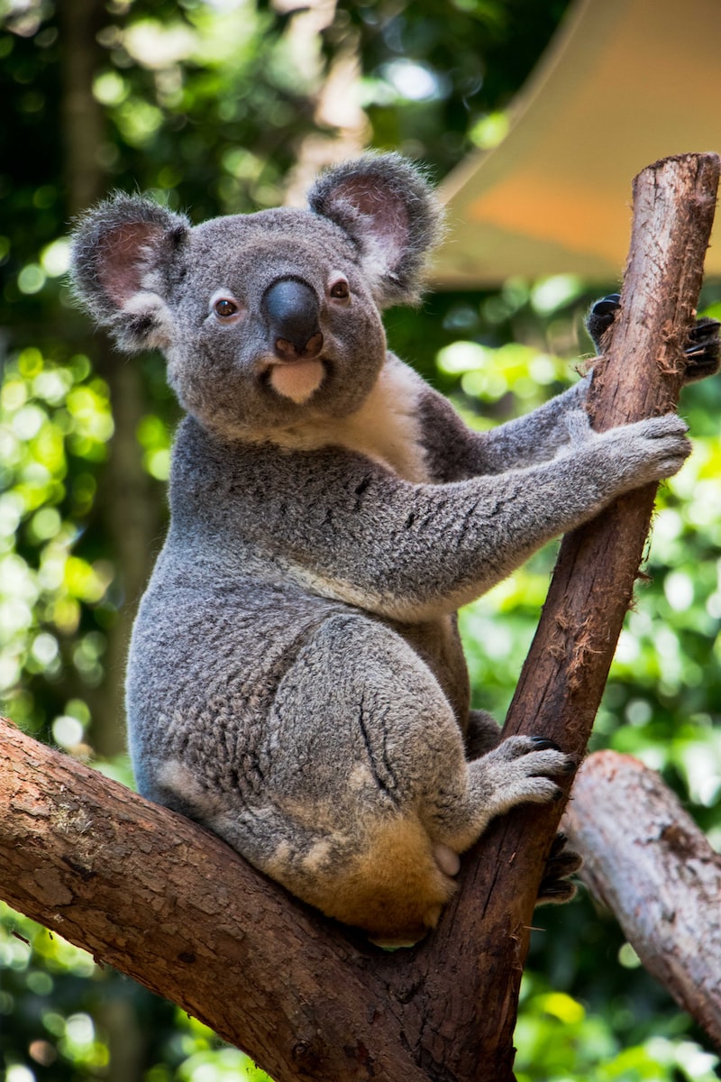 Liste des animaux par ordre alphabétique de A à Z