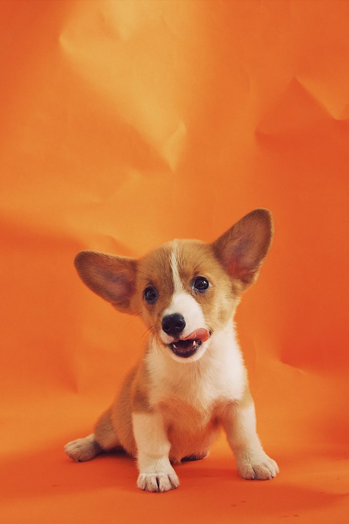 Pourquoi mon chien lèche tout en permanence