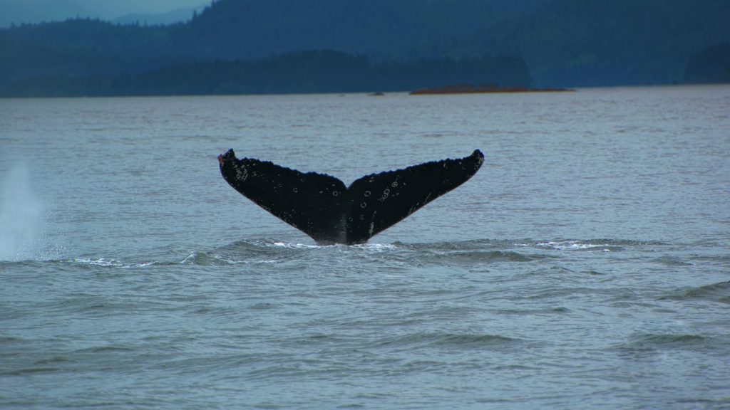 Baleine Liste des animaux de A à Z