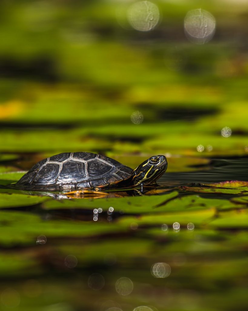 Tortue Top 16 des animaux qui hibernent