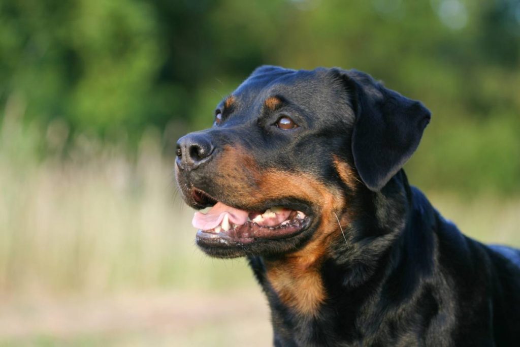 Les questions à se poser avant d’adopter un Rottweiler Les questions à se poser avant d'adopter un Rottweiler