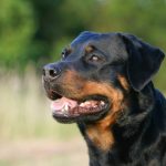 Les questions à se poser avant d'adopter un Rottweiler